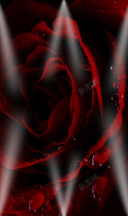 浪漫玫瑰话灯光暗色系红色玫瑰背景高清图片