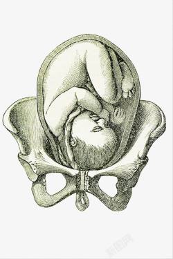手绘插图孕妇骨盆关节素材