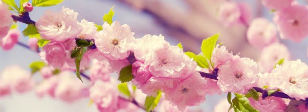 一簇簇的花jpg设计背景_88icon https://88icon.com 簇簇