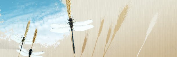 电商清新唯美稻穗背景bannerjpg设计背景_88icon https://88icon.com banner 唯美 清新 电商 稻穗 背景 蜻蜓