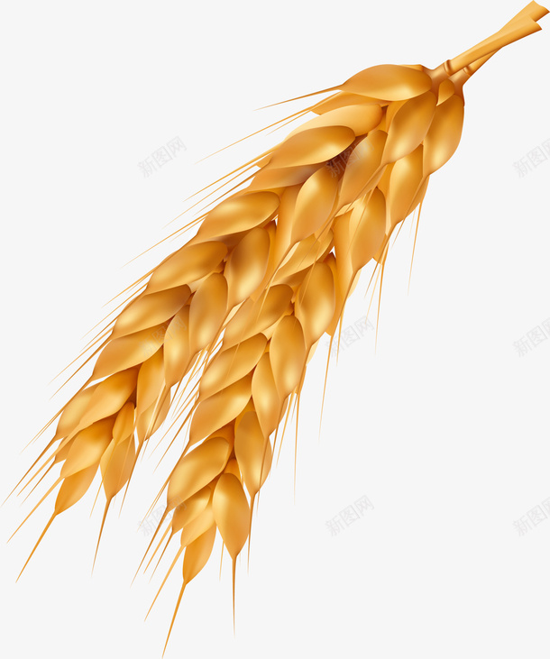 黄色稻穗果实png免抠素材_88icon https://88icon.com 稻穗果实 稻穗枝条 粮食 金色麦穗 饱满果实 黃色稻穗 黄色果实 黄色稻穗