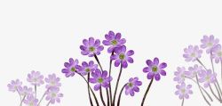唯美的紫色小花素材