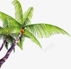 合成手绘绿色的椰子树素材