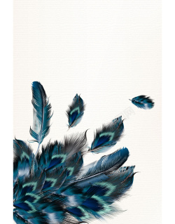 平面孔雀素材手绘孔雀羽毛彩色平面广告矢量图高清图片