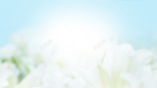 小清新风格的白色花朵jpg设计背景_88icon https://88icon.com 清新 白色 花朵 风格
