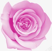 紫色唯美手绘玫瑰花朵png免抠素材_88icon https://88icon.com 玫瑰 紫色 花朵