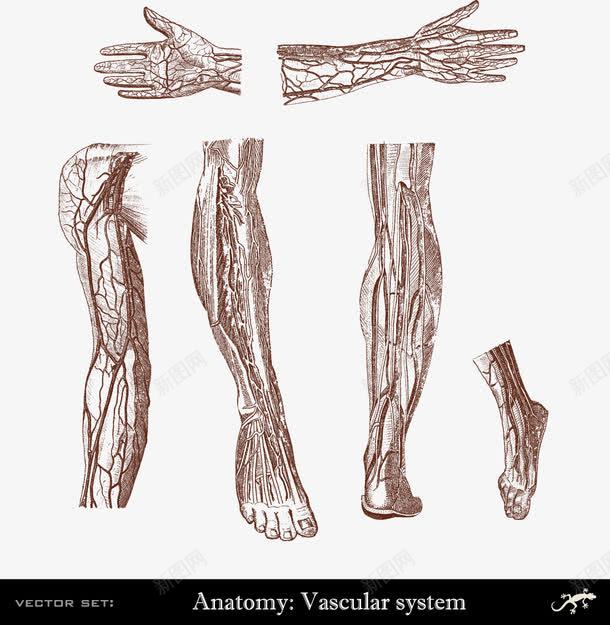 人体手臂腿手脚血管系统分布png免抠素材_88icon https://88icon.com 人体研究 医学 血管系统 装饰
