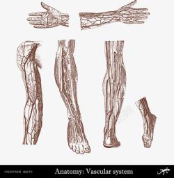 人体手臂腿手脚血管系统分布素材