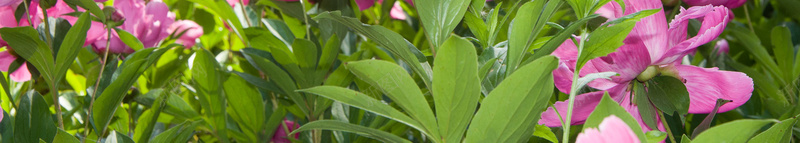 简约核桃坚果食品促销店铺首页背景psd设计背景_88icon https://88icon.com 促销 坚果背景 干果 店铺背景 核桃 淘宝 简约背景 美食 零食 食品促销 首页