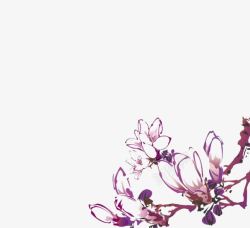 紫色玉兰花素材