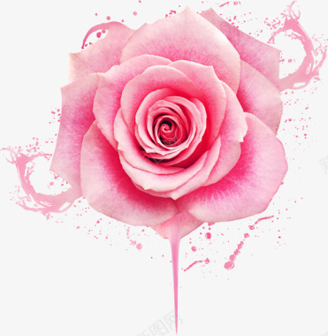 玫瑰花元素等图标图标