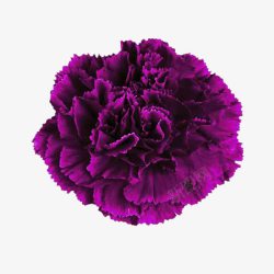 深紫色康乃馨花朵素材