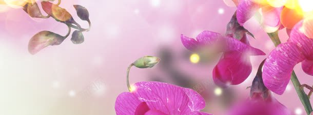 香水紫色花卉背景banner背景