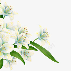 春季手绘花朵植物玉兰花素材