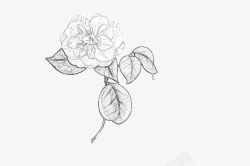 线性绘画线描玫瑰花朵高清图片