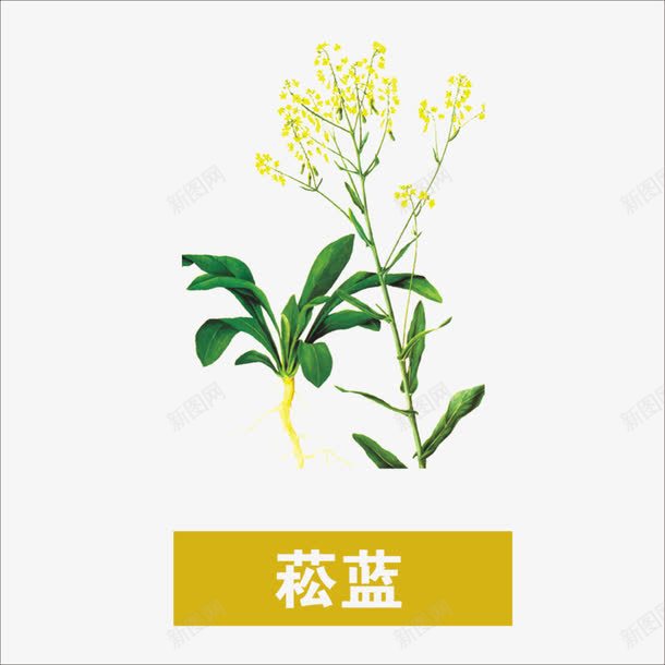 菘蓝png免抠素材_88icon https://88icon.com 中药 本草纲目 本草纲目彩色版 草药 药材
