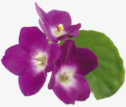 紫罗兰花素材