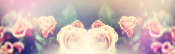 玫瑰花背景背景