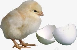 小鸡与蛋壳素材
