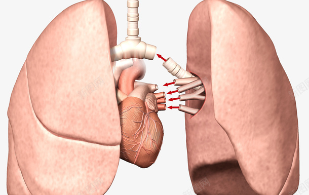 人体气管肺部png免抠素材_88icon https://88icon.com 人体肺部 医疗插图 呼吸道 气管