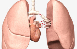 人体气管肺部素材