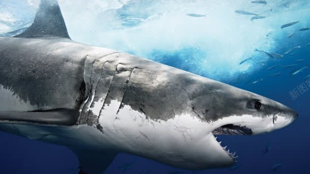 海里的霸王大鲨鱼jpg设计背景_88icon https://88icon.com 海里 霸王 鲨鱼