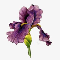 紫色刺绣花儿素材