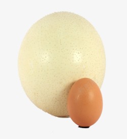 鸵鸟蛋和鸡蛋素材