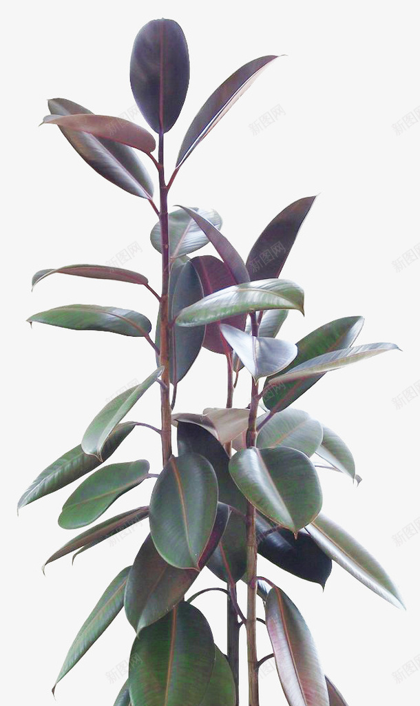 植物盆栽绿植png免抠素材_88icon https://88icon.com 叶子 室内盆栽 植物 热带绿叶 绿叶 绿植 装饰