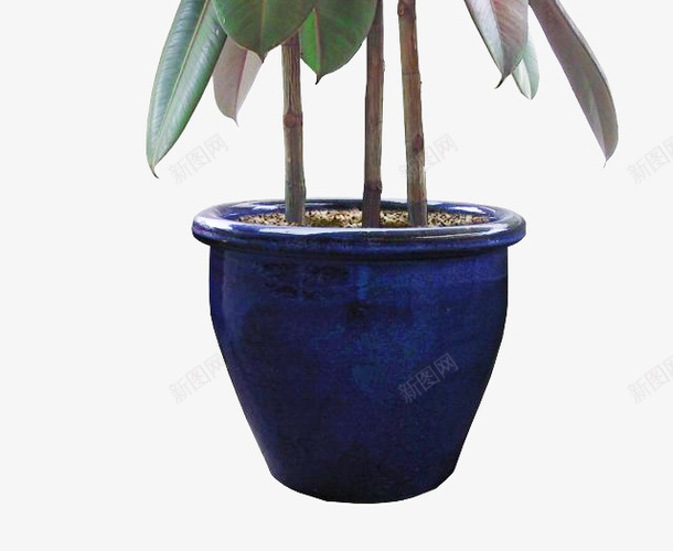 植物盆栽绿植png免抠素材_88icon https://88icon.com 叶子 室内盆栽 植物 热带绿叶 绿叶 绿植 装饰