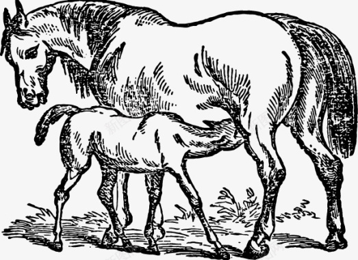 素描母马和马驹矢量图图标图标