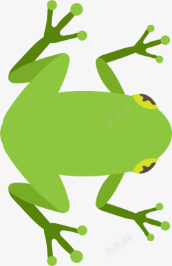 蛙类潜水的青蛙高清图片