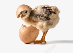 蛋壳里的小鸡素材