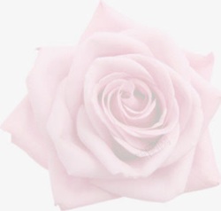 白色的大玫瑰花素材