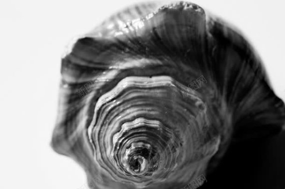 黑白色的海螺背景