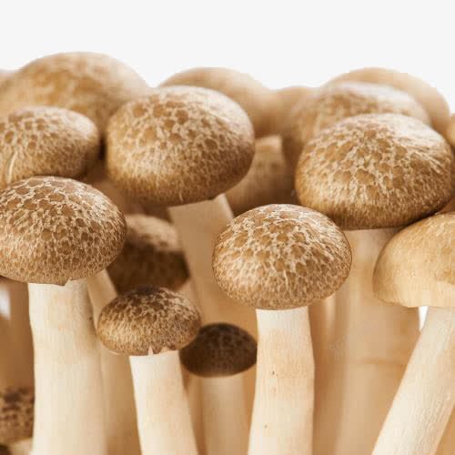蟹味菇png免抠素材_88icon https://88icon.com 产品实物 菌菇蘑菇 蘑菇 蟹味菇
