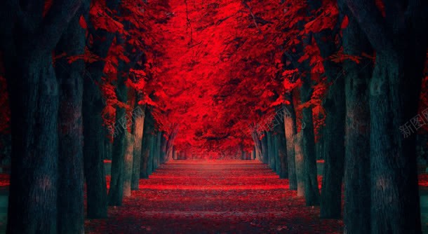 梦幻红色树林小路背景