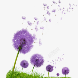 风吹的蒲公英紫色蒲公英春天紫色的回忆过去高清图片
