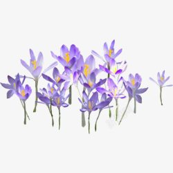 淡紫色花朵素材