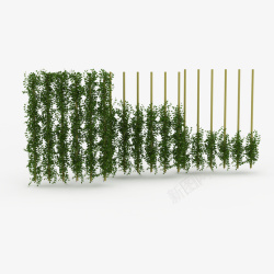 柱子鲜草绿色垂吊植物一个个鲜草绿色垂吊植物高清图片