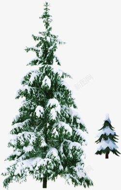 绿色的带着积雪的圣诞树素材
