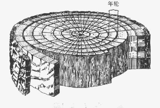 卡通年轮图png免抠素材_88icon https://88icon.com 卡通 年轮 树木年轮 漫画