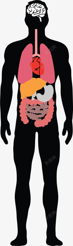 人体内脏模型医疗人体内脏器官矢量图高清图片