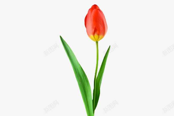 一朵红色的郁金香png免抠素材_88icon https://88icon.com 叶子 红色 绿色 郁金香