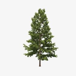 景观前景树素材