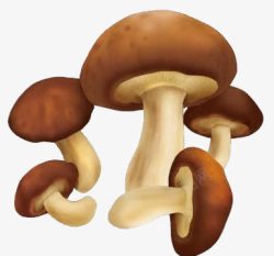 树菇蘑菇高清图片