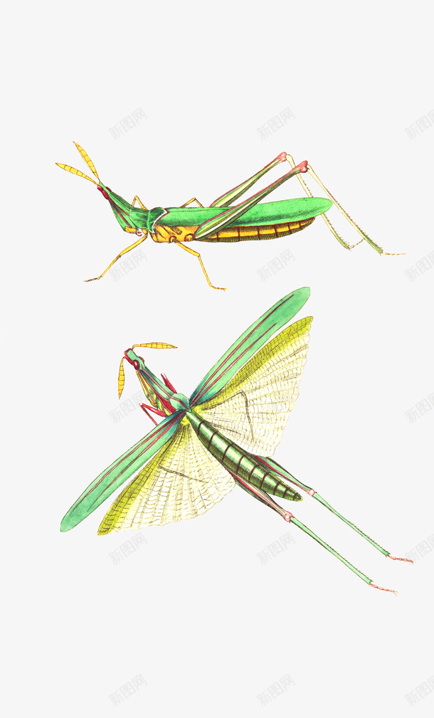 绿色的蚂蚱png免抠素材_88icon https://88icon.com 昆虫 绿色 蚂蚱 飞行