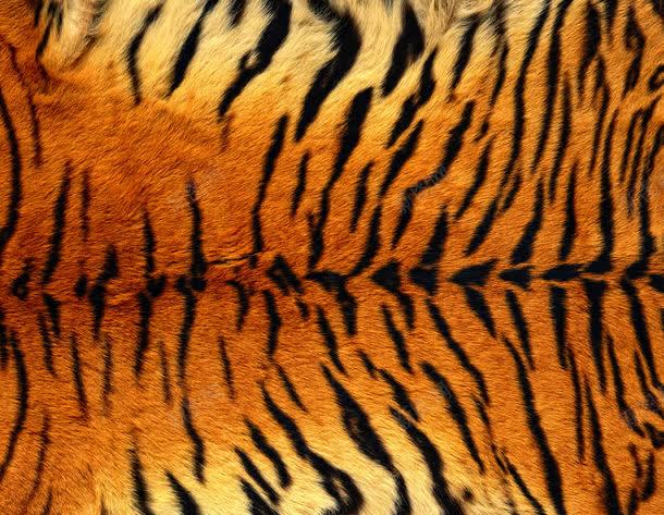 老虎皮背景jpg设计背景_88icon https://88icon.com 图片素材 底纹背景 纹理 老虎皮 老虎皮纹理 老虎皮背景图片 老虎皮背景图片素材下载 老虎纹路 老虎贴图 背景 背景图案 背景花边 虎皮 虎皮纹 虎皮花纹 虎背纹理