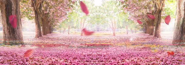 铺满粉色花瓣的林间小路海报背景背景