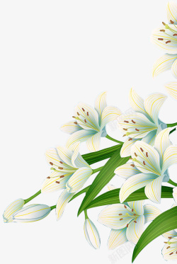 春季花朵植物中国风玉兰花素材